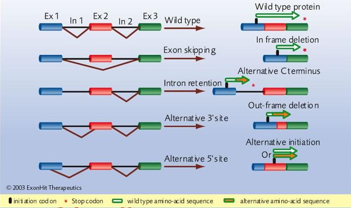 Tipus de splicing alternatiu