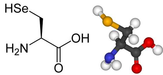 Una selenocisteína es un esqueleto de cisteína con un átomo de selenio en lugar de azufre