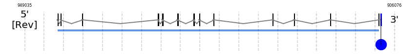 TR1 gene structure