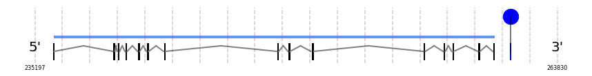 TXNRD2 gene structure