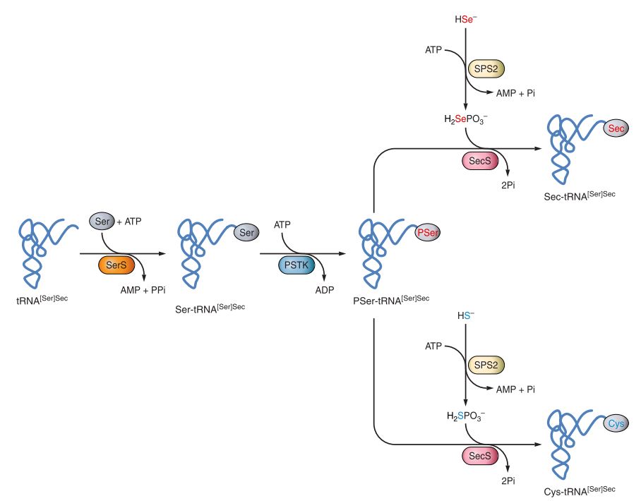 Pathway of Sec and Cys biosynthesis in eukaryotes