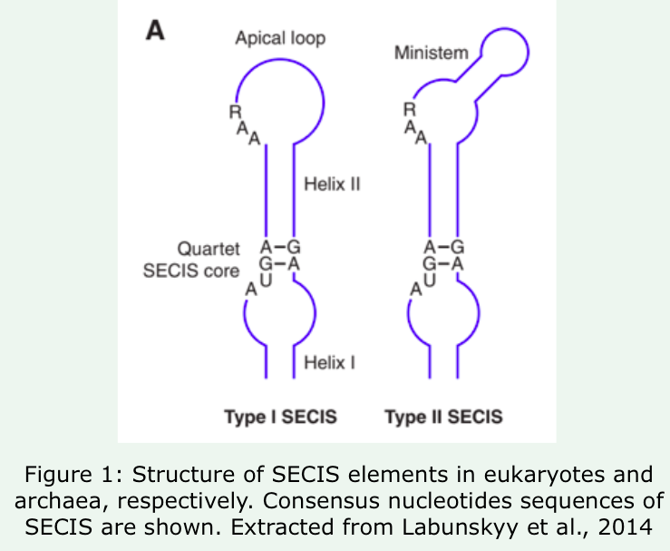 secis structure