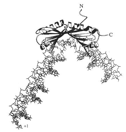 TBP_structure